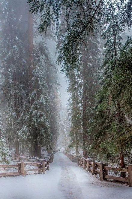  зимний лес 